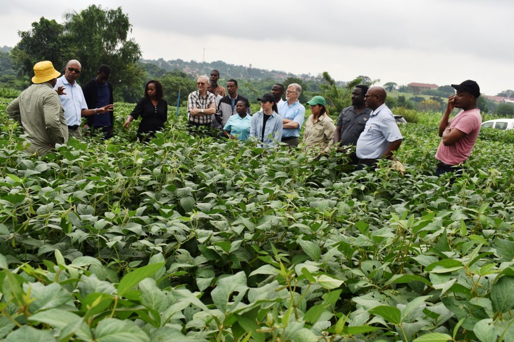 Prof. Tukamuhabwa (2nd Left) talks to the breeders in one of the soybean fields at MUARIK. Africa Soybean Breeders Meeting, 28th November to 1st December 2023, Makerere University, MUARIK, Kampala Uganda, East Africa.