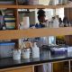 A female user inside one of the Labs at CoVAB. College of Veterinary Medicine, Animal Resources and Biosecurity, Makerere University, Kampala Uganda.