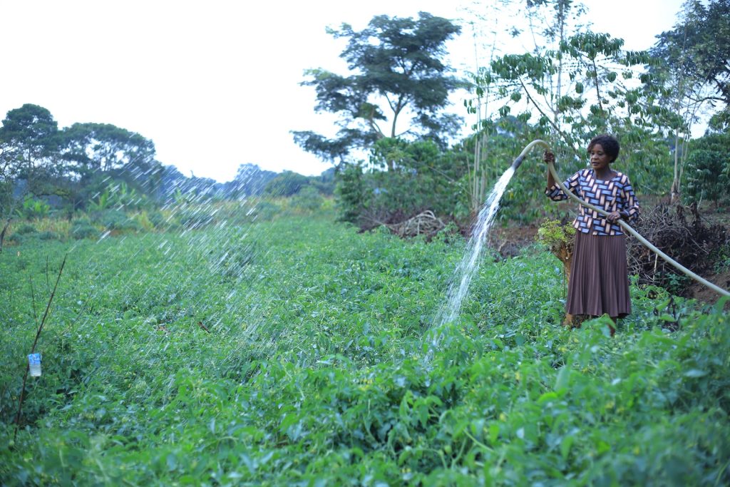 Ms. Nankya Jane, a farmer in Semuto Sub County, Nakaseke District, also beneficiary of the FoodLAND Project training irrigating her farm. She's grateful for the training received from the project. Food and Local, Agricultural, and Nutritional Diversity (FoodLAND) project, Department of Food Technology and Nutrition, College of Agricultural and Environmental Sciences (CAES), Makerere University, Kampala Uganda, East Africa, Funded to the tune of 7 million Euros by the European Commission within the Horizon 2020 programme, research dissemination, Nakaseke District, 16th July 2024.