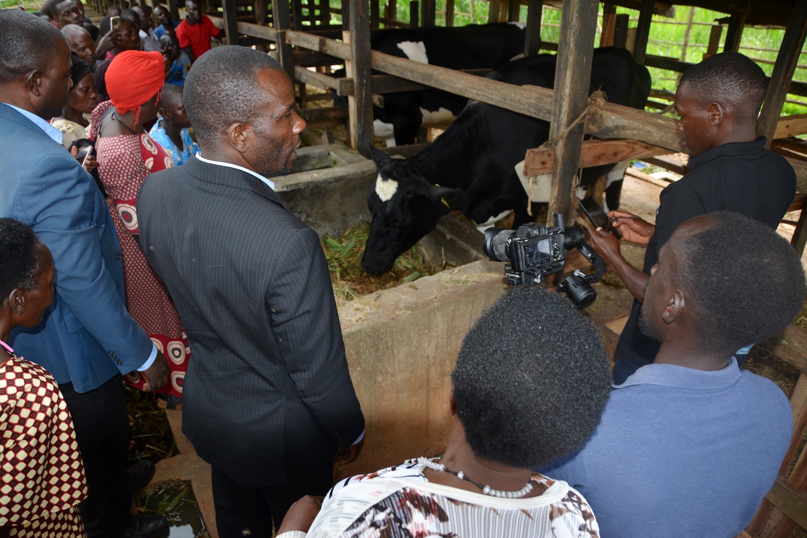 Cows being fed the silage made on the farm. Stakeholder Platform: Collaborative Knowledge Co-Creation and Sharing for livestock feed Climate-Smart Innovations in Uganda, one of four-year collaborative research project activities titled, “Building Capacity for Innovation and Advancement of Climate Smart Agriculture in East and Southern Africa” (CICSA-E&SA) implemented by Makerere University (CoVAB, CAES, CEES) in partnership with the Norwegian University of Life Sciences (Norway), Maseno University (Kenya), and LUANAR and DARS (Malawi), funded by the Norwegian Agency for International Cooperation and Quality Enhancement in Higher Education (Diku). Farmer Field Day, 20th November 2024, Our Lady of Assumption Mitala Maria Parish in Buwama, Mpigi District, Uganda, East Africa.