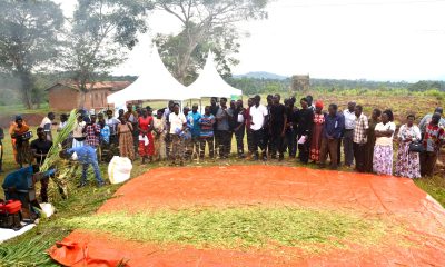 Farmers look at a demo of the process of silage preparation during a farmer field school in Mitala Maria. Stakeholder Platform: Collaborative Knowledge Co-Creation and Sharing for livestock feed Climate-Smart Innovations in Uganda, one of four-year collaborative research project activities titled, “Building Capacity for Innovation and Advancement of Climate Smart Agriculture in East and Southern Africa” (CICSA-E&SA) implemented by Makerere University (CoVAB, CAES, CEES) in partnership with the Norwegian University of Life Sciences (Norway), Maseno University (Kenya), and LUANAR and DARS (Malawi), funded by the Norwegian Agency for International Cooperation and Quality Enhancement in Higher Education (Diku). Farmer Field Day, 20th November 2024, Our Lady of Assumption Mitala Maria Parish in Buwama, Mpigi District, Uganda, East Africa.