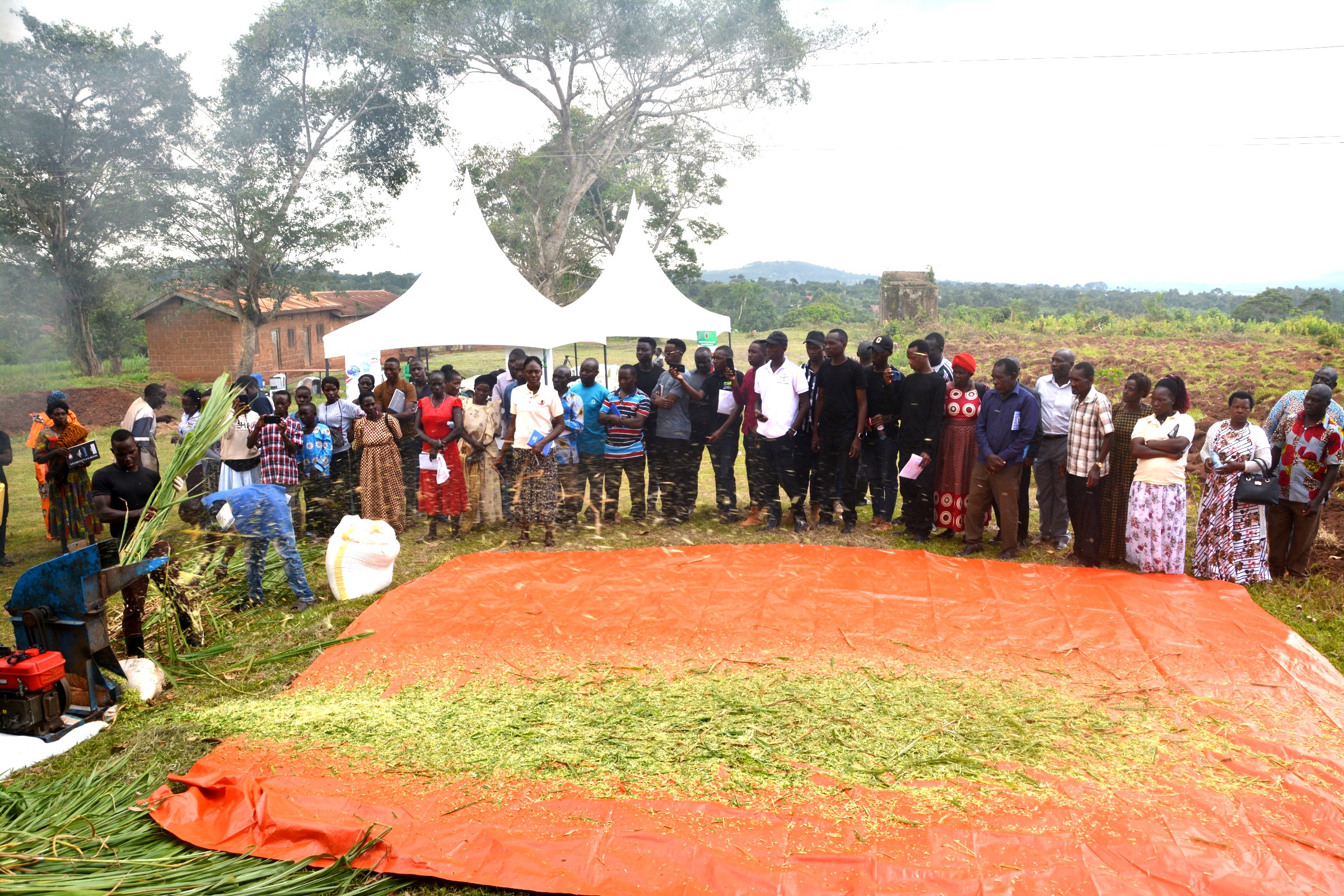 Farmers look at a demo of the process of silage preparation during a farmer field school in Mitala Maria. Stakeholder Platform: Collaborative Knowledge Co-Creation and Sharing for livestock feed Climate-Smart Innovations in Uganda, one of four-year collaborative research project activities titled, “Building Capacity for Innovation and Advancement of Climate Smart Agriculture in East and Southern Africa” (CICSA-E&SA) implemented by Makerere University (CoVAB, CAES, CEES) in partnership with the Norwegian University of Life Sciences (Norway), Maseno University (Kenya), and LUANAR and DARS (Malawi), funded by the Norwegian Agency for International Cooperation and Quality Enhancement in Higher Education (Diku). Farmer Field Day, 20th November 2024, Our Lady of Assumption Mitala Maria Parish in Buwama, Mpigi District, Uganda, East Africa.