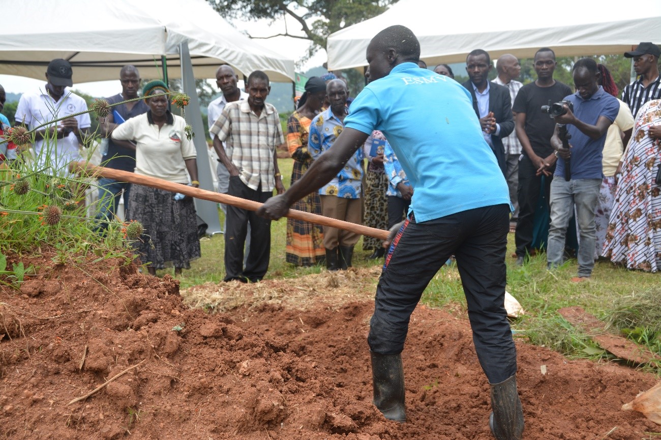 Farmers witness the serving of silage by the attendant. Stakeholder Platform: Collaborative Knowledge Co-Creation and Sharing for livestock feed Climate-Smart Innovations in Uganda, one of four-year collaborative research project activities titled, “Building Capacity for Innovation and Advancement of Climate Smart Agriculture in East and Southern Africa” (CICSA-E&SA) implemented by Makerere University (CoVAB, CAES, CEES) in partnership with the Norwegian University of Life Sciences (Norway), Maseno University (Kenya), and LUANAR and DARS (Malawi), funded by the Norwegian Agency for International Cooperation and Quality Enhancement in Higher Education (Diku). Farmer Field Day, 20th November 2024, Our Lady of Assumption Mitala Maria Parish in Buwama, Mpigi District, Uganda, East Africa.