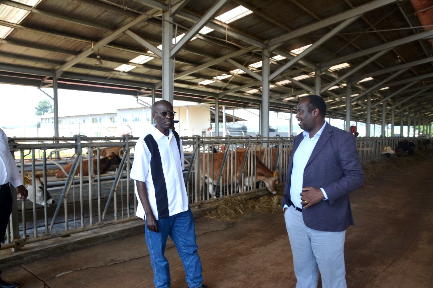 Inside the Dairy Enterprise, Prof. Frank. N. Mwiine (L) and Prof Majalija. The College of Veterinary Medicine, Animal Resources and Biosecurity (CoVAB) and the National Livestock Resources Research Institute (NaLRRI) agreed on the urgent need to formalize their relationship in the area of skilling, training, joint research activities, supervision, and joint grant writing Uganda, East Africa 17th December 2024, Nakyesasa, Wakiso, Uganda, East Africa.