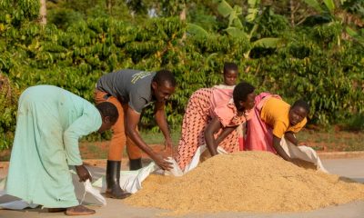 Coffee drying. Photo: Kimbugwe Fredrick. Efforts to enhance the gender and agriculture curriculum as an avenue to drive equitable and inclusive agricultural development. This work was done through a partnership between the Makerere University, Kampala Uganda, East Africa and the CGIAR GENDER Impact Platform.