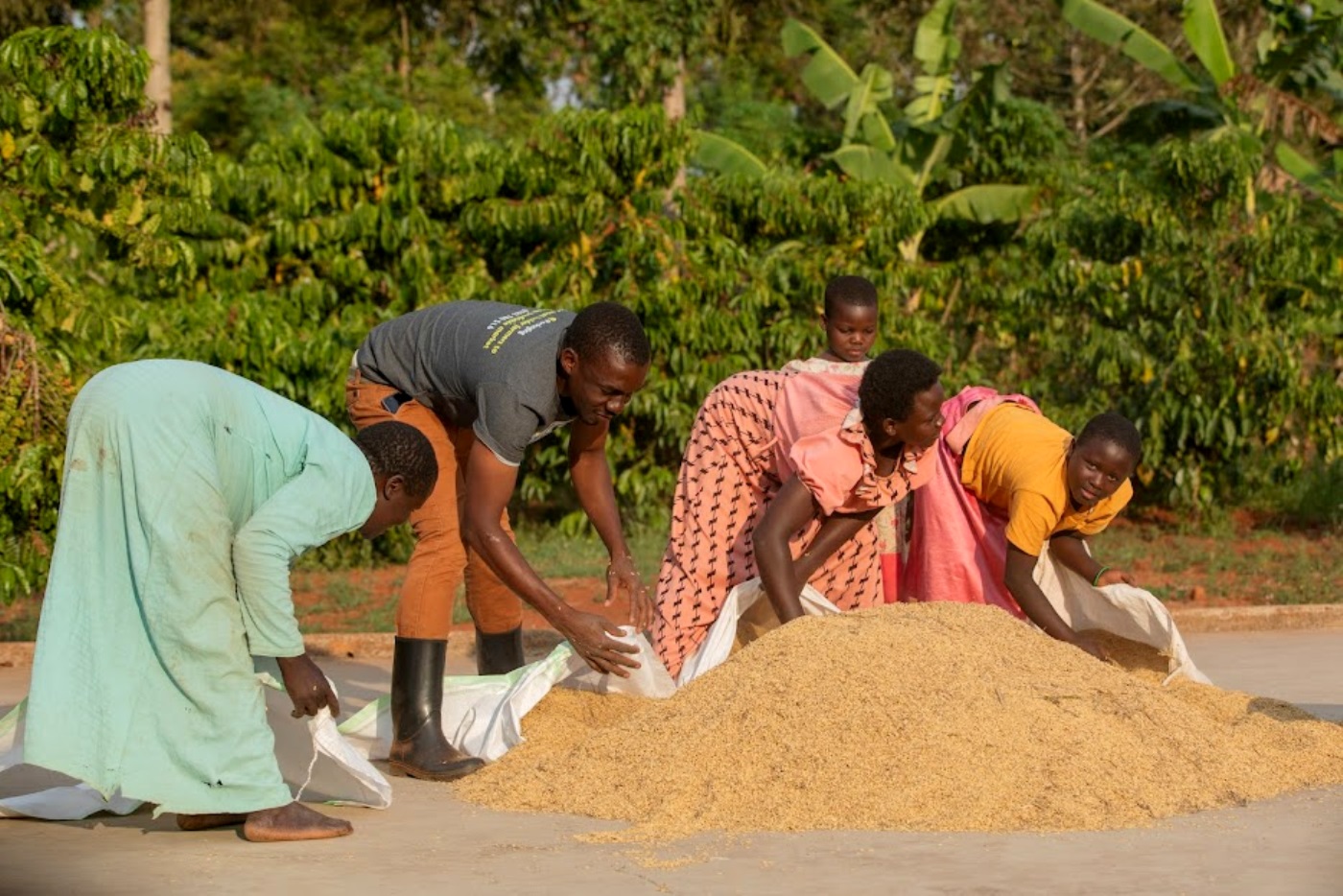 Coffee drying. Photo: Kimbugwe Fredrick. Efforts to enhance the gender and agriculture curriculum as an avenue to drive equitable and inclusive agricultural development. This work was done through a partnership between the Makerere University, Kampala Uganda, East Africa and the CGIAR GENDER Impact Platform.