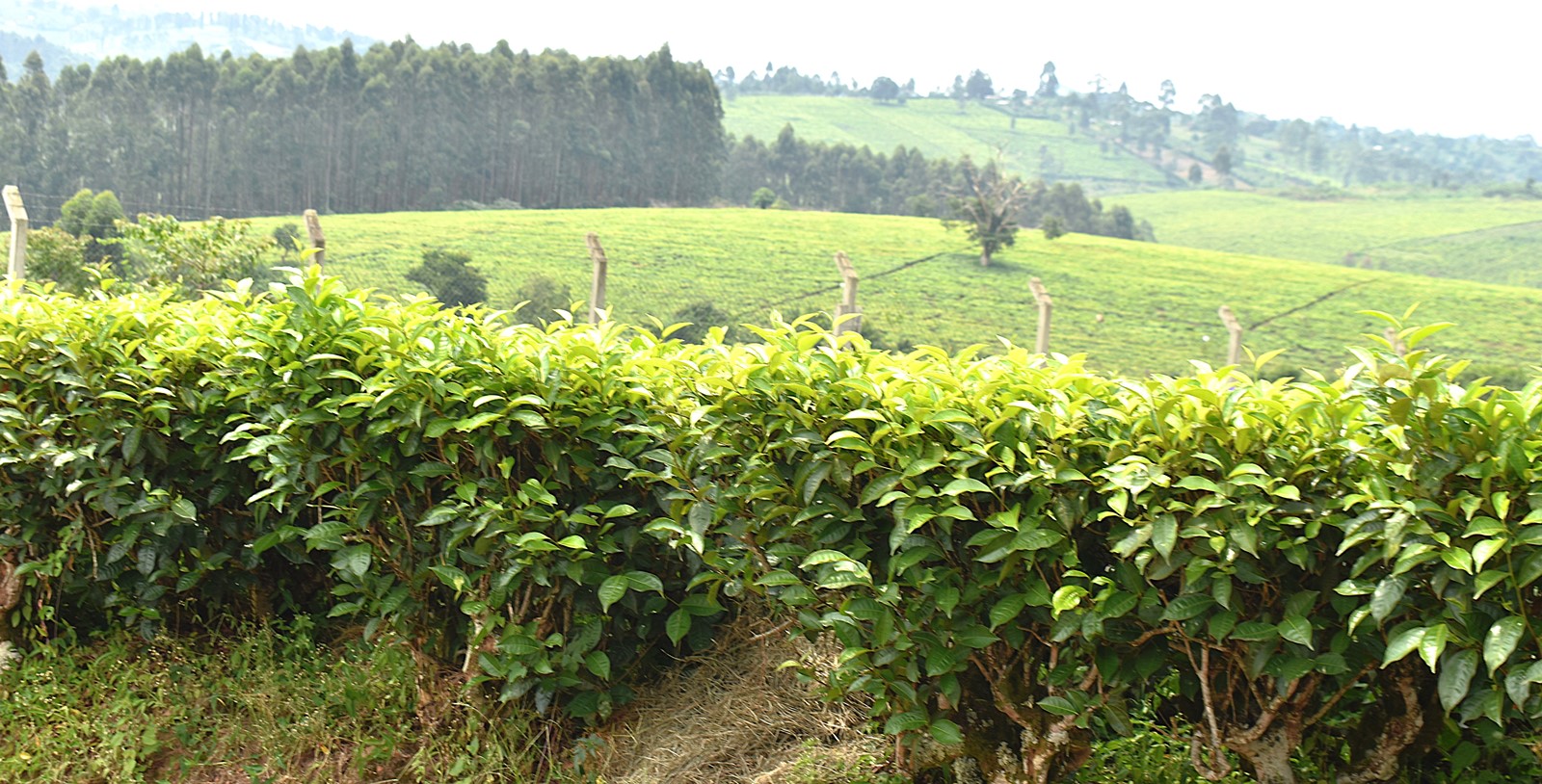 Fields of the tea crop. Nature-based Solutions for Tea (NbS4Tea) project at College of Agricultural and Environmental Sciences (CAES), Makerere University, Kampala, Funded by the Danish Fellowship Centre under Denmark’s Ministry of Foreign Affairs, deployment of drones to improve environmental and agricultural data collection at Rwebitaba Tea Research Centre in Kyenjojo District, Uganda, East Africa, 19th June 2025.