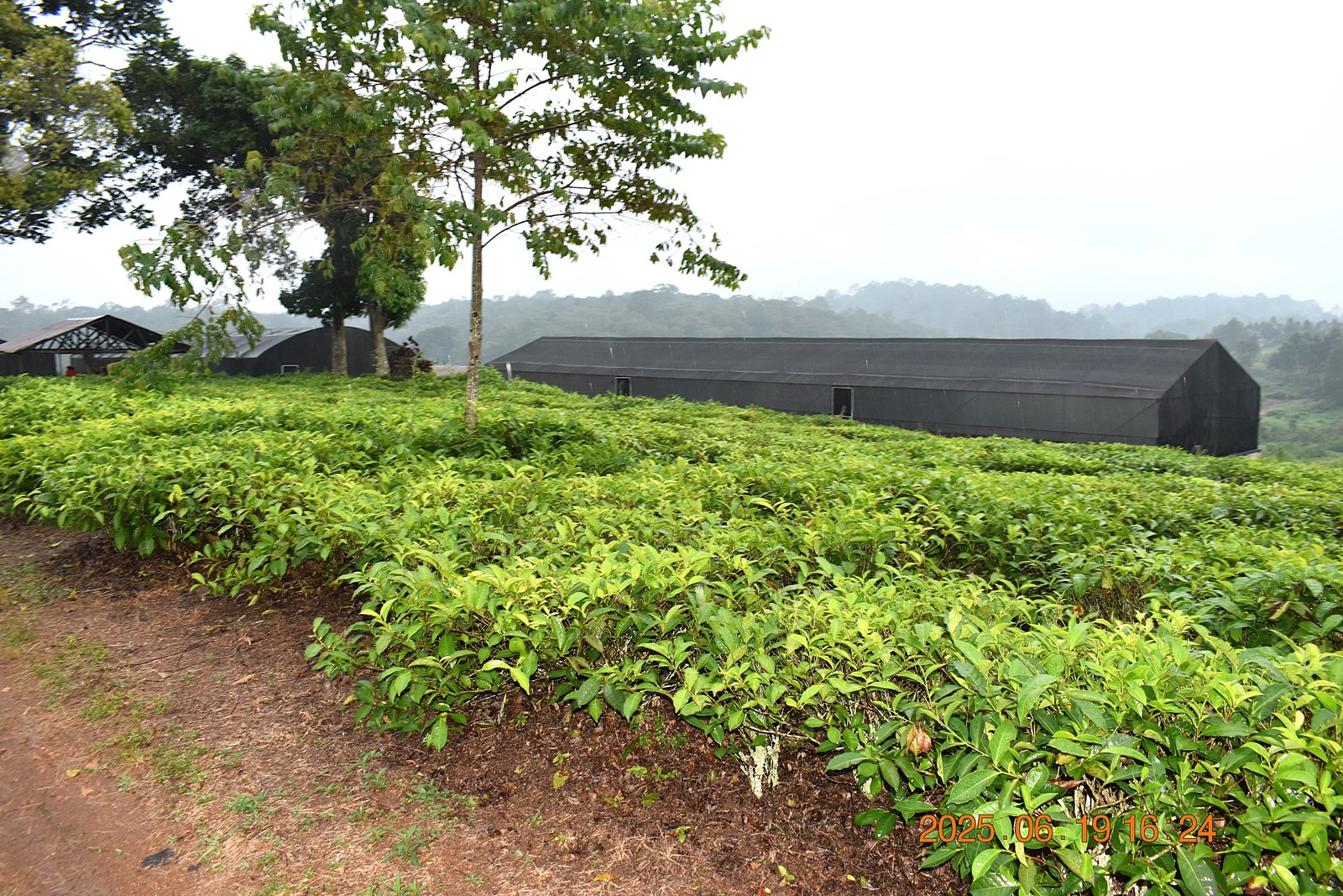 The screen house constructed to serve as the experimental site. Nature-based Solutions for Tea (NbS4Tea) project at College of Agricultural and Environmental Sciences (CAES), Makerere University, Kampala, Funded by the Danish Fellowship Centre under Denmark’s Ministry of Foreign Affairs, deployment of drones to improve environmental and agricultural data collection at Rwebitaba Tea Research Centre in Kyenjojo District, Uganda, East Africa, 19th June 2025.