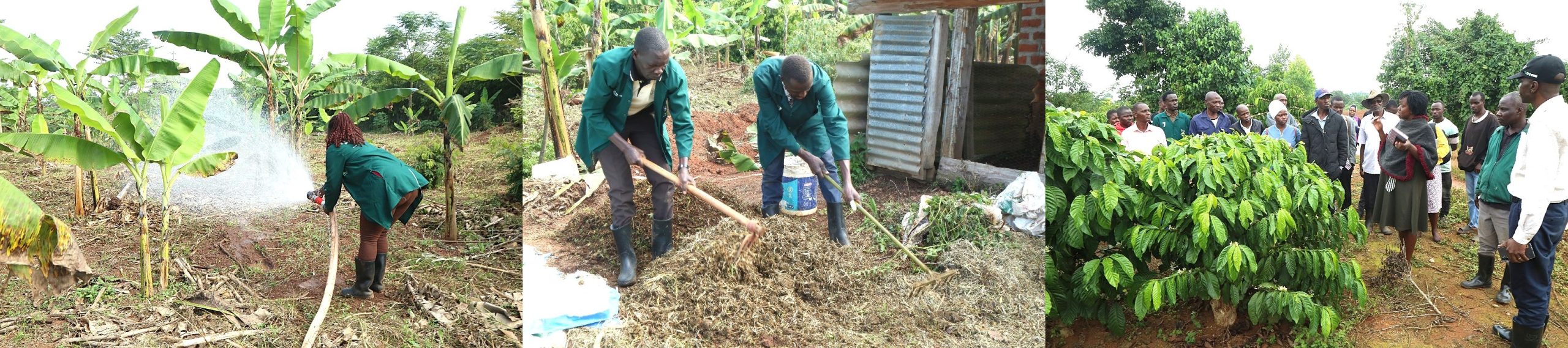 Other projects by the interns attached to Mpigi District. College of Agricultural and Environmental Sciences (CAES) at Makerere University, Kampala Uganda, East Africa revitalization of internship programme for 51 students at Mbulamu Integrated Farm, Mpigi District and Green Valley Farm, Masaka District. Coordinators: Dr. Emmanuel Opolot, Dr. Gabriel Karubanga.
