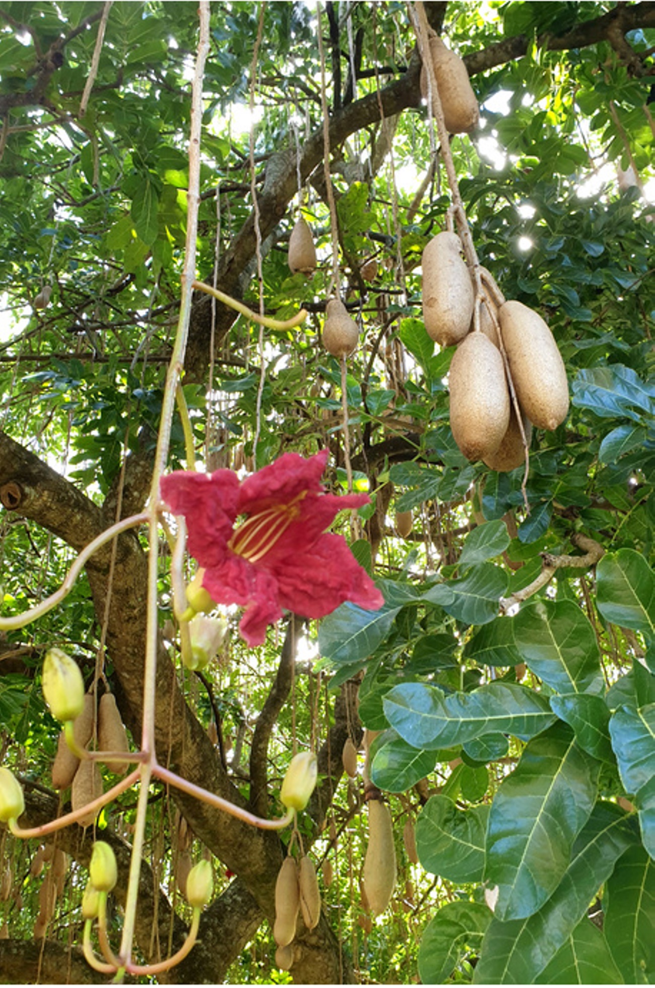 Kigelia africana was the most cited species by the herbalists, indicating heavy utilization and a high conservation threat. Researchers led by Dr Patience Tugume, Department of Plant Sciences, Microbiology, and Biotechnology, College of Natural Sciences (CoNAS) documented 174 medicinal plant species under project “Knowledge, Attitudes, and Conservation of Commonly Traded Medicinal Plants in a Climate-Changing Environment in Eastern Uganda,” funded by Government of Uganda through the Makerere University Research and Innovations Fund (MakRIF), research dissemination workshop, 23rd July 2025, Namutumba District, Uganda East Africa.
