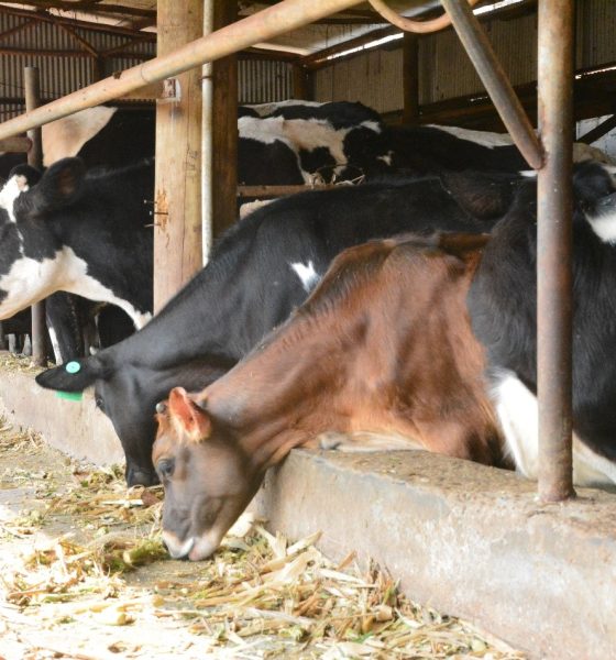Some of the Cattle on the farm located in a residential area in Sentema. Regional research initiative “Building Capacity for Innovation and Advancement of Climate Smart Agriculture in East and Southern Africa” (CICSA-E&SA) visited to Mr. Mugisha Jonan, urban farmer and environmentalist in Sentema Wakiso District, adoption of innovative practices redefining the feasibility of farming in densely populated urban settings through the Nutrient Recycling Innovation, CoVAB, Makerere University, Kampala Uganda.