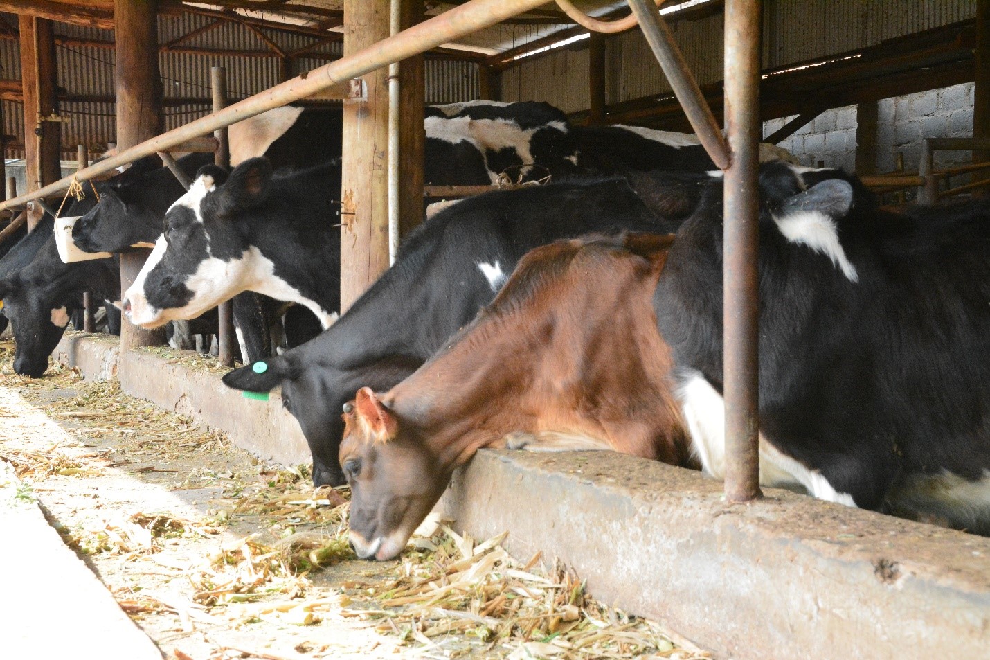 Some of the Cattle on the farm located in a residential area in Sentema. Regional research initiative “Building Capacity for Innovation and Advancement of Climate Smart Agriculture in East and Southern Africa” (CICSA-E&SA) visited to Mr. Mugisha Jonan, urban farmer and environmentalist in Sentema Wakiso District, adoption of innovative practices redefining the feasibility of farming in densely populated urban settings through the Nutrient Recycling Innovation, CoVAB, Makerere University, Kampala Uganda.