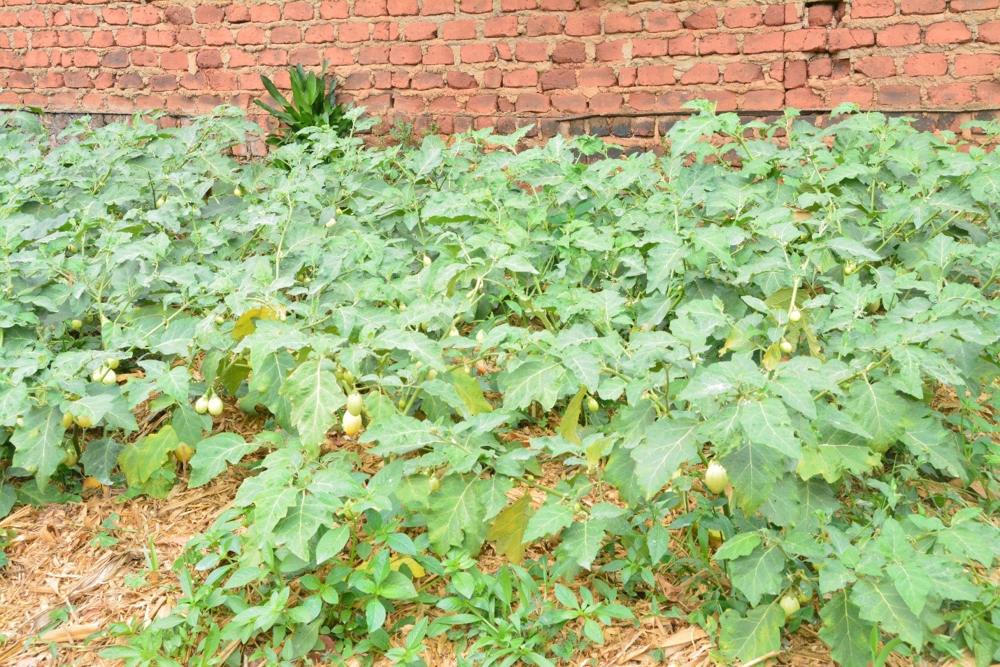 A vegetable garden with a high yield. Regional research initiative “Building Capacity for Innovation and Advancement of Climate Smart Agriculture in East and Southern Africa” (CICSA-E&SA) visited to Mr. Mugisha Jonan, urban farmer and environmentalist in Sentema Wakiso District, adoption of innovative practices redefining the feasibility of farming in densely populated urban settings through the Nutrient Recycling Innovation, CoVAB, Makerere University, Kampala Uganda.