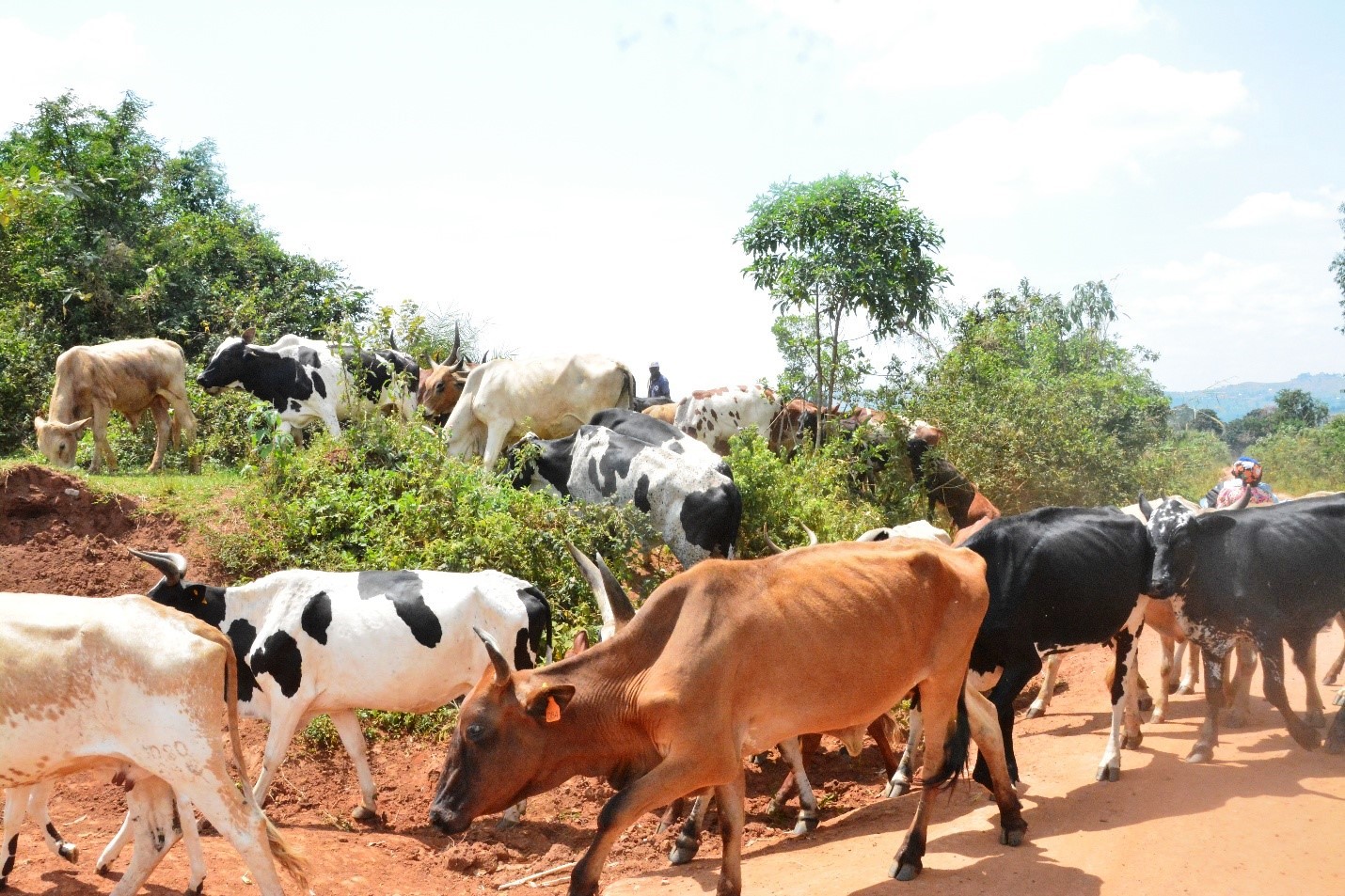 Some of the stock at Buyana farm. Farm Manager Buyana Stock Farm under College of Veterinary Medicine, Animal Resources and Biosecurity (CoVAB), Makerere University, Kampala Uganda, East Africa, handover of leadership from Dr. Mathias Wasswa to Ms. Nansubuga Frances in Mpigi District, 28th August 2025.
