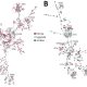 Population structure and diversity of high-risk Escherichia coli and Klebsiella pneumoniae sequence types across Kenya, Uganda, and Jordan. Minimum-spanning trees of E. coli (n = 785) and K. pneumoniae (n = 378) isolates are based on core-genome multilocus sequence typing. Each node represents an isolate; dominant STs are indicated in circled clusters. Branch length between nodes is proportional to the allelic differences between nodes. Purple indicates isolates from Kenya, gray from Uganda, and green from Jordan. ST, sequence type. Photo: CDC