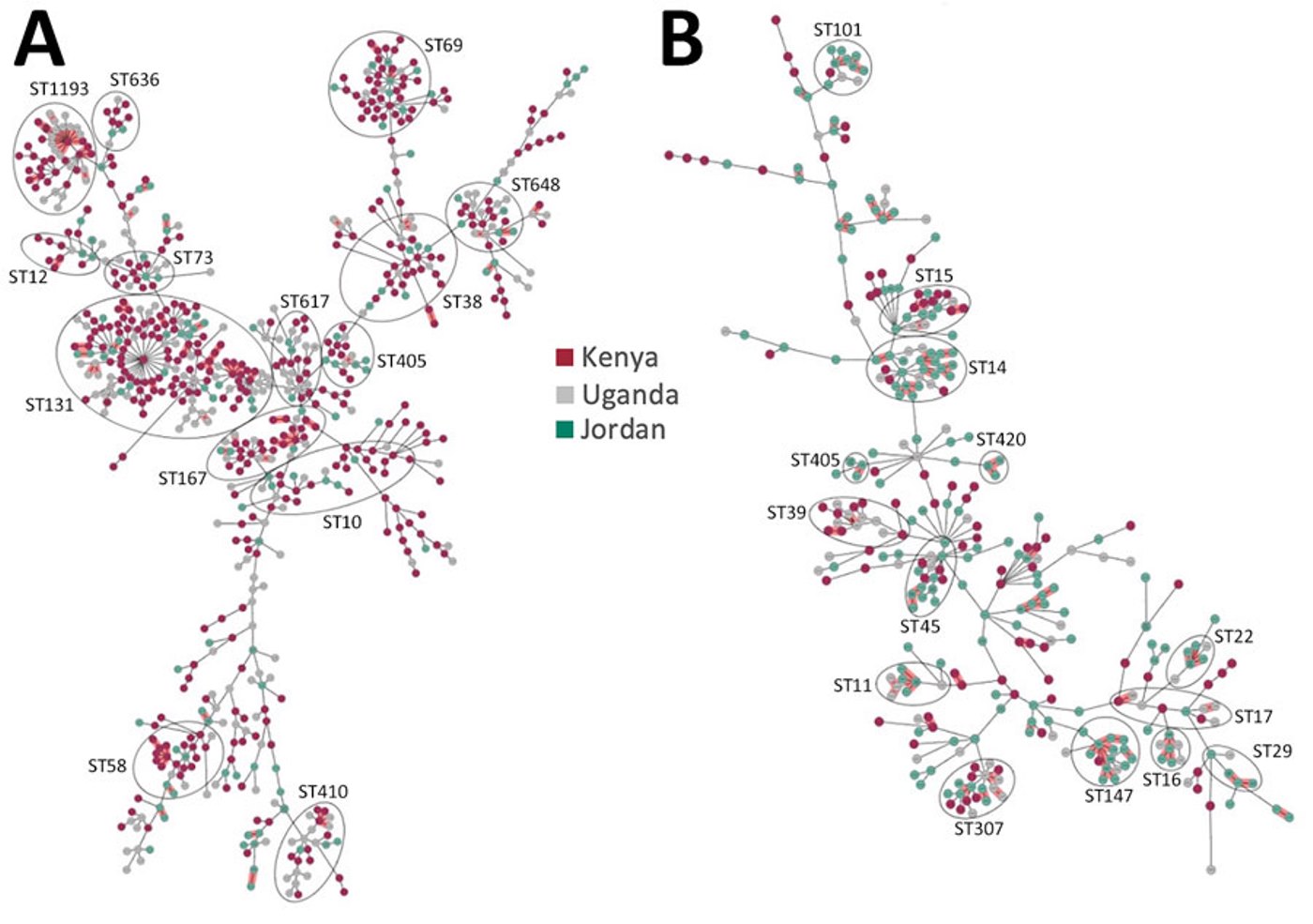 Population structure and diversity of high-risk Escherichia coli and Klebsiella pneumoniae sequence types across Kenya, Uganda, and Jordan. Minimum-spanning trees of E. coli (n = 785) and K. pneumoniae (n = 378) isolates are based on core-genome multilocus sequence typing. Each node represents an isolate; dominant STs are indicated in circled clusters. Branch length between nodes is proportional to the allelic differences between nodes. Purple indicates isolates from Kenya, gray from Uganda, and green from Jordan. ST, sequence type. Photo: CDC