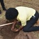 Prof. Gorettie Nabanoga, Principal of CAES plants a tree to signify the launch of the 30-acre Botanical Gardens at the Makerere University Agricultural Research Institute Kabanyolo (MUARIK). Makerere University College of Agricultural and Environmental Sciences (CAES) Wakiso Uganda, East Africa.