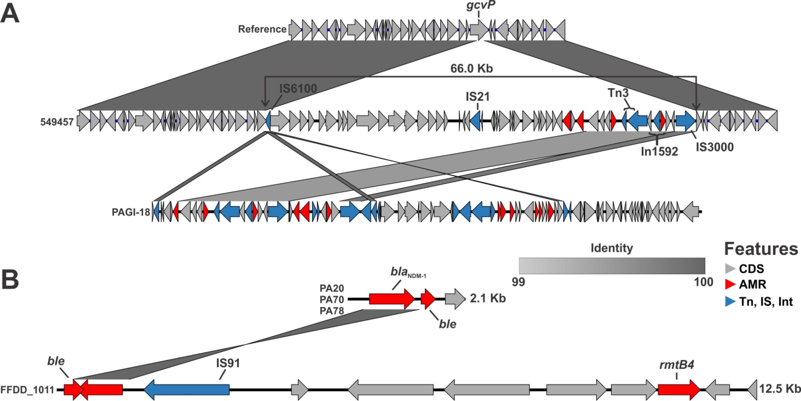 Independent, recurring acquisition of blaDIM-1 and blaNDM-1 in ST-1047. Acquisition of blaDIM-1 involved a 66 kb genomic island that was inserted into gcvP in the chromosome (A). This genomic island shares 16.6 kb of uninterrupted homology at over 99% identity with PAGI-18 and includes In1592 carrying blaDIM-1. Both genomic islands are flanked by IS6100 at the 5′ end. Full-length contigs containing blaNDM-1 in isolates PA20/70/78 were compared to full-length contigs containing blaNDM-1 in FFDD_1011 (B). No homology was detected outside the blaNDM-1 sequence, suggesting separate mobile elements were independently acquired by ST-1047 P. aeruginosa. Photo: ASM Journals.