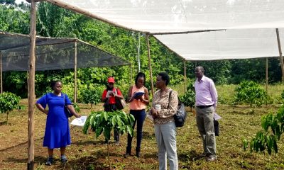 Makerere University Academic / Research supervisors interacting with one of the PhD students concerning the shade intensity evaluation experiment at NARO-NaCORI, Mukono district.