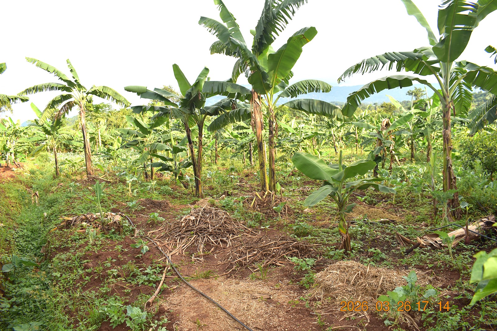 The farm of Hajji Siraji Kamulegeya, one of the farmers supported by the project. Phase II of the Resilient Urban Food Systems (RUFS) Project to strengthen urban food systems to withstand climate-related shocks such as floods and droughts by promoting climate-smart agricultural practices that empower farmers to sustain productive, profitable, and resilient operations, ultimately improving livelihoods and contributing to stable urban food supplies by Department of Geography, Geo-Informatics, and Climate Sciences, College of Agricultural and Environmental Sciences (CAES), Makerere University, Kampala Uganda, East Africa supported by the AgriFoSe2030 Programme. Mbale City Training 26th-27th March 2026.