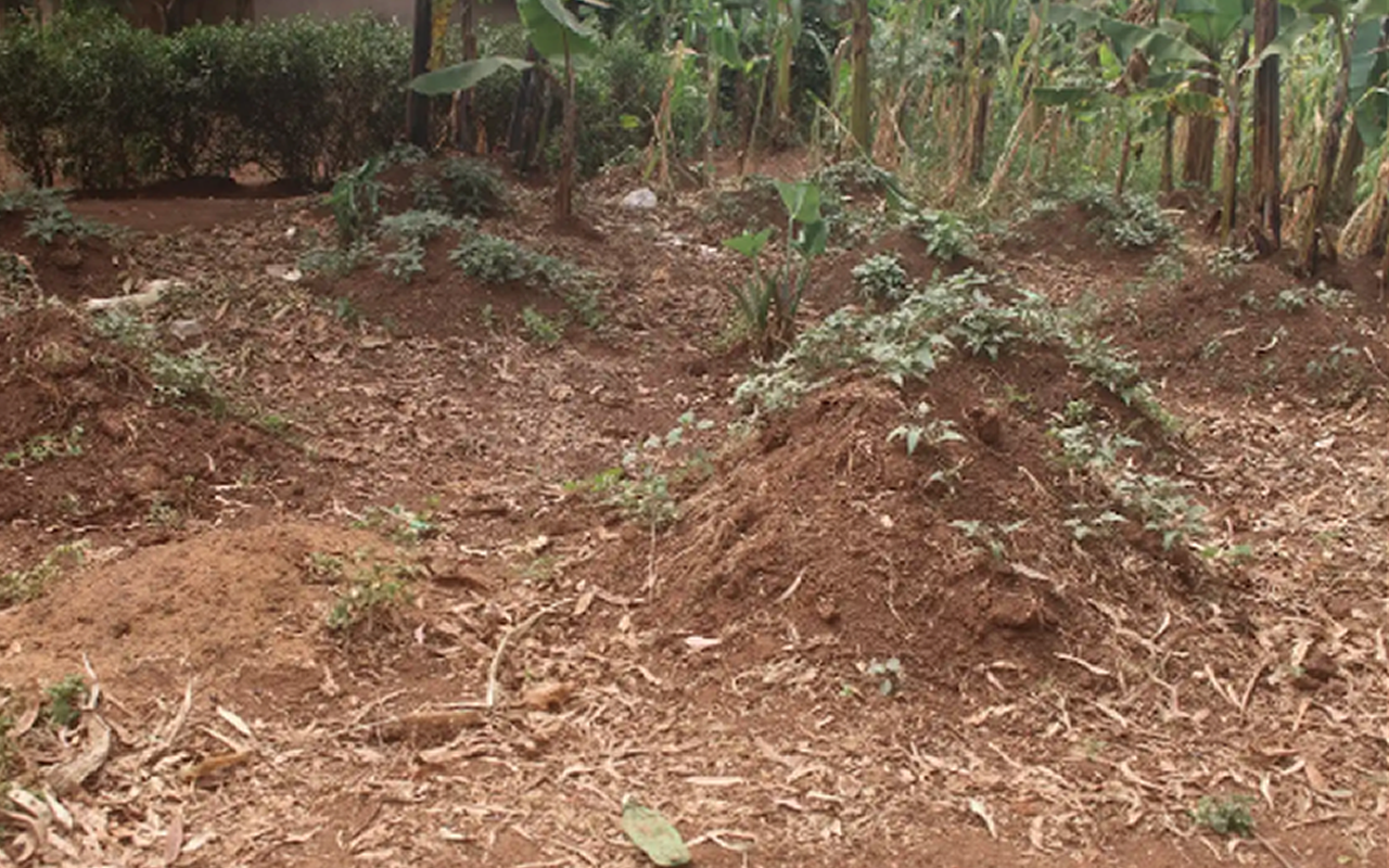 Sweet potato garden destroyed by drought in Kyangwali settlement scheme. The Communities of Hosts and Refugees Transitioning to Climate Resilience (CHART-CR) through workshops project focused on the interlinked dimensions of climate variability, food security, livelihoods, and water availability across diverse ecological contexts, including lowland refugee-hosting areas and mountainous, flood-prone regions through collaborative partnership between Makerere University Kampala Uganda, East Africa, University of Cambridge, and Cambridge-Africa Programme, with financial support from the Mastercard Foundation and Cambridge-Africa.