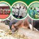 Cover page of the CoVAB Annual Report 2025. College of Veterinary Medicine, Animal Resources and Biosecurity (CoVAB), Makerere University, Kampala Uganda, East Africa.