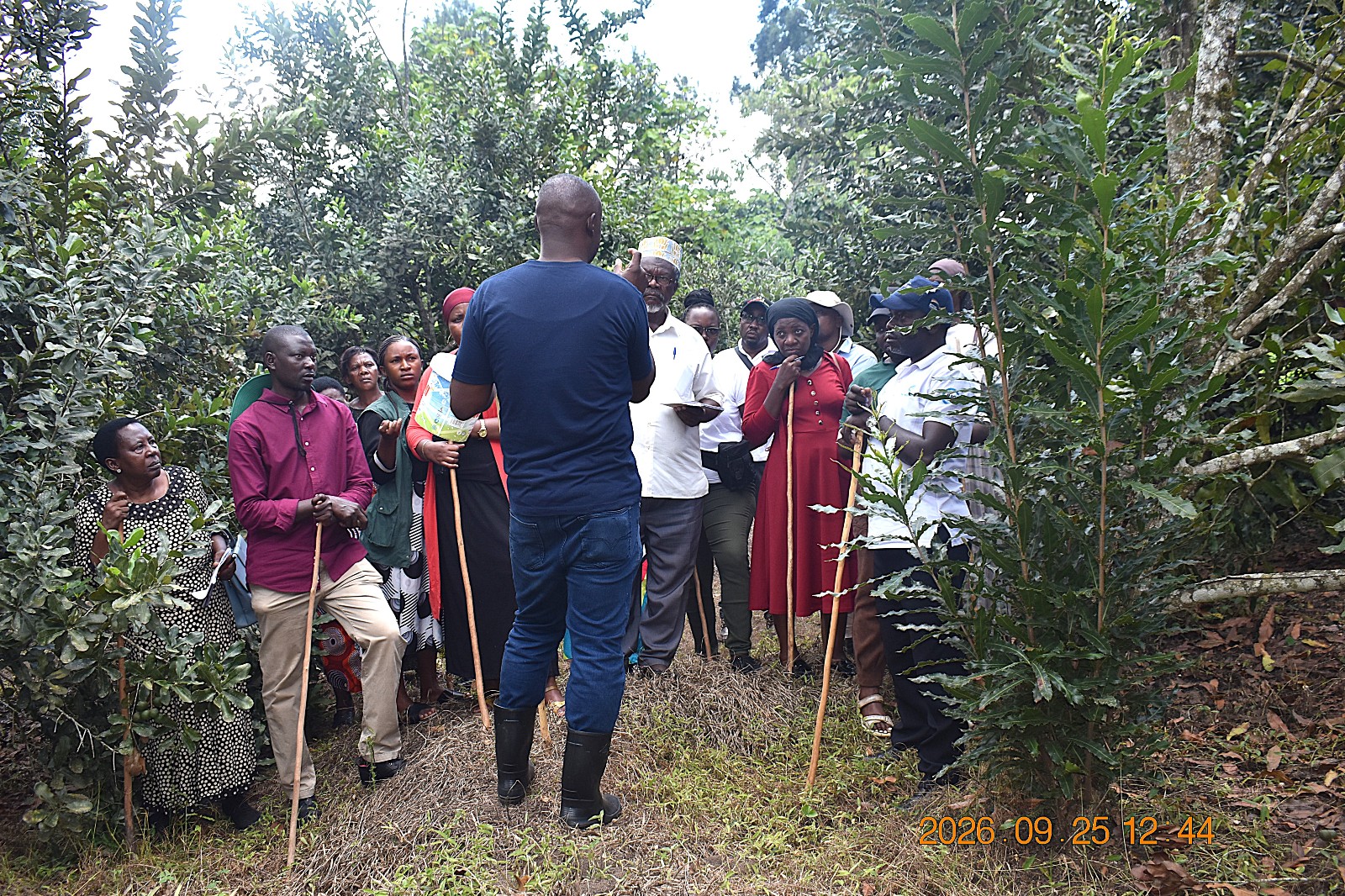 Farmers learning about macadamia cultivation and its uses. Macadamia is a nutritious tree nut commonly eaten as a snack and used in cooking, baking and oil production. Farmers from Mbale City four-day learning exchange programme in Kasese Municipality and Kabarole District to gain new approaches to strengthening urban food production, 23rd-26th September 2026, supported by the Resilient Urban Food Systems (RUFS) Project, led by Prof. Frank Mugagga, Department of Geography, Geo-Informatics and Climatic Sciences, College of Agricultural and Environmental Sciences (CAES), Makerere University, Kampala Uganda, East Africa.