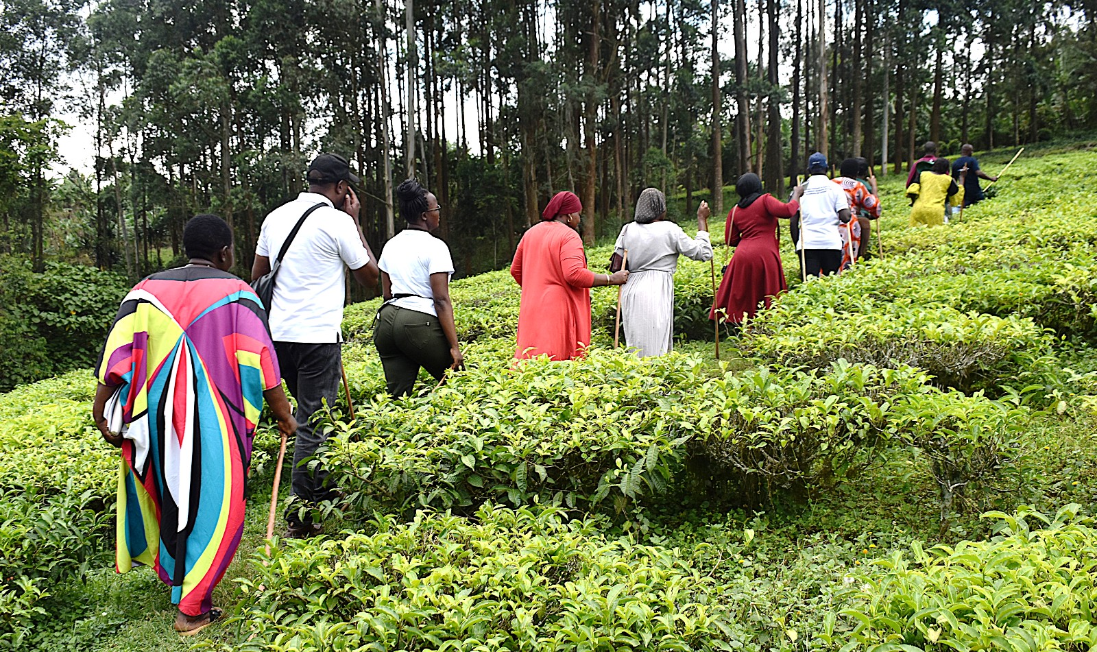 The farmers in the tea plantation at BIGLAD Agri-Tourism Farm Ltd. Farmers from Mbale City four-day learning exchange programme in Kasese Municipality and Kabarole District to gain new approaches to strengthening urban food production, 23rd-26th September 2026, supported by the Resilient Urban Food Systems (RUFS) Project, led by Prof. Frank Mugagga, Department of Geography, Geo-Informatics and Climatic Sciences, College of Agricultural and Environmental Sciences (CAES), Makerere University, Kampala Uganda, East Africa.