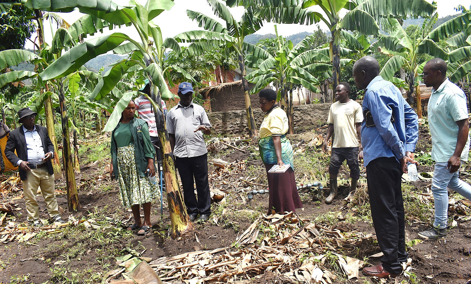 Ms. Kabugho Rebecca, in yellow t-shirt, briefs the farmers on her banana enterprise. Farmers from Mbale City four-day learning exchange programme in Kasese Municipality and Kabarole District to gain new approaches to strengthening urban food production, 23rd-26th September 2026, supported by the Resilient Urban Food Systems (RUFS) Project, led by Prof. Frank Mugagga, Department of Geography, Geo-Informatics and Climatic Sciences, College of Agricultural and Environmental Sciences (CAES), Makerere University, Kampala Uganda, East Africa.